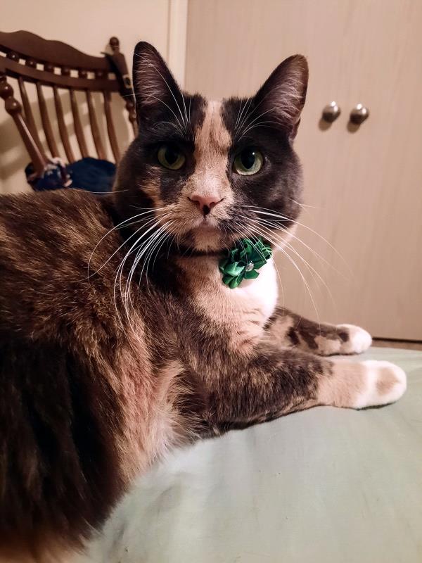 /Images/uploads/Cuddles Cat Cafe/uvac/entries/18167thumb.jpg